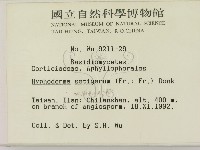 剛毛絲皮菌藏品圖，第2張