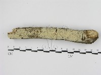 剛毛絲皮菌藏品圖，第1張