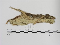 登錄號:F0000469藏品圖，第1張