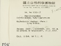 冇骨消絲齒菌藏品圖，第2張