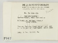 冇骨消絲齒菌藏品圖，第2張
