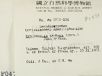 冇骨消絲齒菌藏品圖，第2張