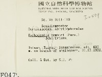 冇骨消絲齒菌藏品圖，第2張