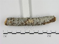 登錄號:F0000480藏品圖，第1張