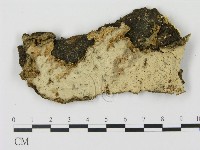 登錄號:F0000482藏品圖，第1張