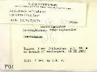 優雅波邊革菌藏品圖，第2張