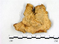 優雅波邊革菌藏品圖，第3張