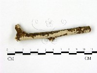 刺皮菌屬藏品圖，第1張