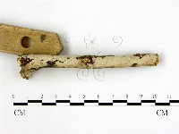 刺皮菌屬藏品圖，第3張