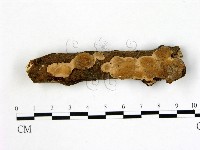 刺皮菌屬藏品圖，第1張