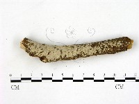 刺皮菌屬藏品圖，第1張