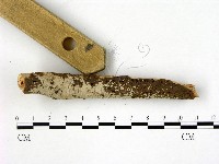 刺皮菌屬藏品圖，第3張