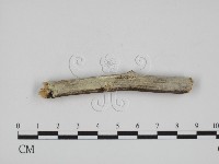 登錄號:F0000492藏品圖，第1張