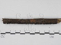 炭角菌屬藏品圖，第3張