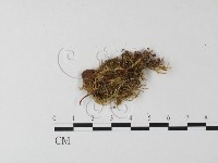 登錄號:F0000494藏品圖，第4張