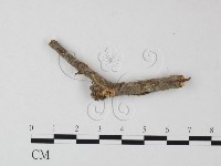 登錄號:F0000495藏品圖，第5張