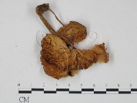 登錄號:F0000496藏品圖，第1張