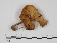 登錄號:F0000496藏品圖，第3張