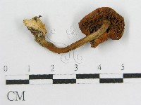 登錄號:F0000498藏品圖，第1張