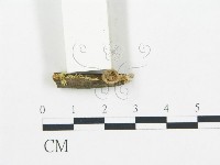 登錄號:F0000500藏品圖，第1張