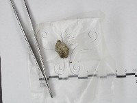 登錄號:F0000502藏品圖，第1張