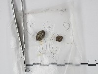 登錄號:F0000504藏品圖，第1張