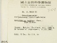 冇骨消絲齒菌藏品圖，第2張