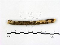 登錄號:F0000510藏品圖，第1張