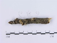 登錄號:F0000512藏品圖，第1張