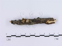 登錄號:F0000512藏品圖，第3張