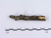 登錄號:F0000512藏品圖，第4張