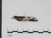 登錄號:F0000518藏品圖，第1張