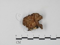 栓菌屬藏品圖，第1張