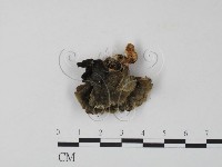栓菌屬藏品圖，第3張