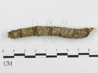 登錄號:F0000524藏品圖，第4張