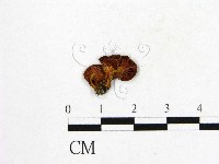 登錄號:F0000527藏品圖，第1張