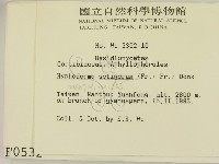 剛毛絲皮菌藏品圖，第2張