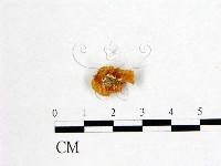 花耳屬藏品圖，第3張