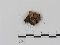 登錄號:F0000534藏品圖，第1張