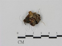 登錄號:F0000534藏品圖，第3張