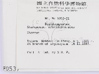 韌革菌屬藏品圖，第2張