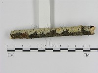 登錄號:F0000541藏品圖，第3張