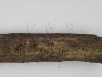 登錄號:F0000553藏品圖，第3張