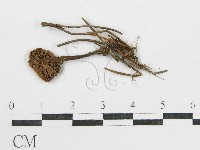 登錄號:F0000562藏品圖，第1張