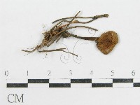 登錄號:F0000562藏品圖，第3張