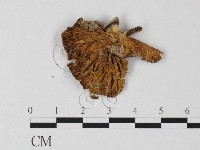 登錄號:F0000563藏品圖，第1張