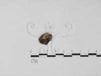 登錄號:F0000564藏品圖，第1張