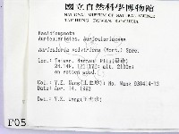 毛木耳藏品圖，第2張