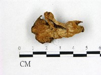 毛木耳藏品圖，第3張