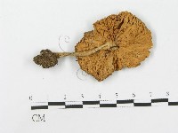登錄號:F0000567藏品圖，第1張